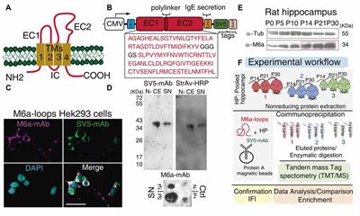 Identification of Potential Interacting Proteins With the Extracellular Loops of the Neuronal Glycoprotein M6a by TMT/MS